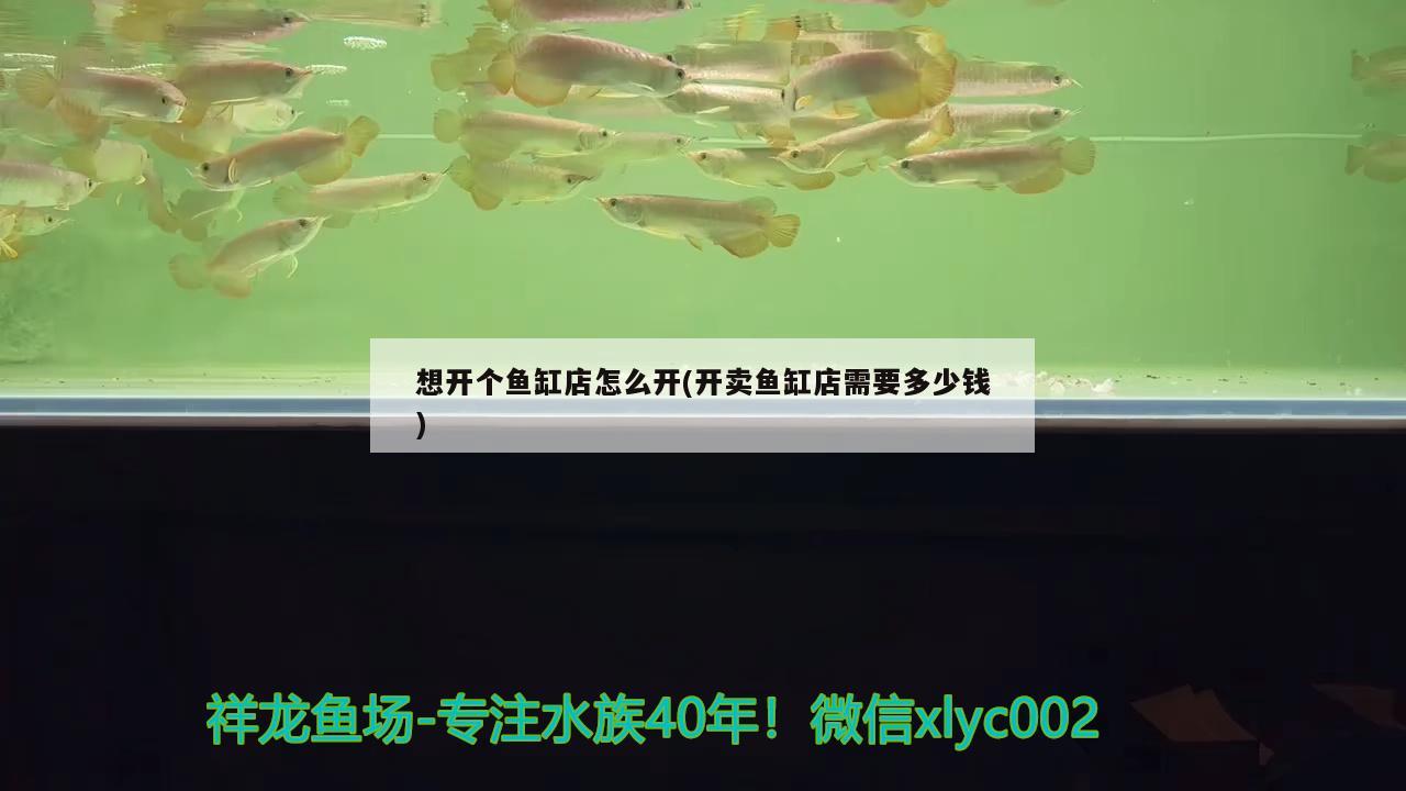 想開個魚缸店怎么開(開賣魚缸店需要多少錢) 玫瑰銀版魚