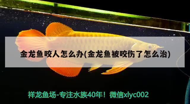 金龍魚咬人怎么辦(金龍魚被咬傷了怎么治) 巨骨舌魚