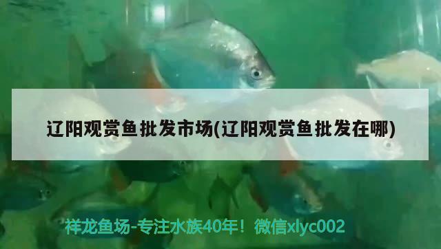 遼陽觀賞魚批發(fā)市場(chǎng)(遼陽觀賞魚批發(fā)在哪) 觀賞魚批發(fā)