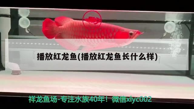 播放紅龍魚(播放紅龍魚長(zhǎng)什么樣) 黃金河虎魚