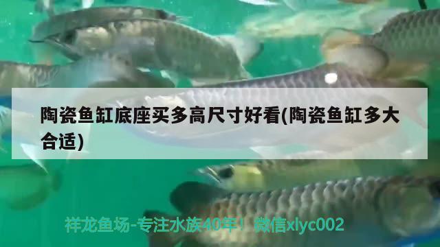 陶瓷魚缸底座買多高尺寸好看(陶瓷魚缸多大合適) PH調(diào)節(jié)劑