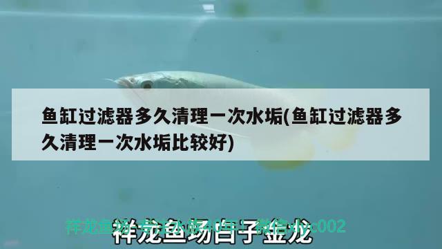 魚缸過濾器多久清理一次水垢(魚缸過濾器多久清理一次水垢比較好) 肺魚