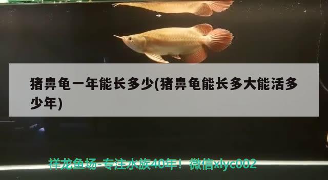 豬鼻龜一年能長多少(豬鼻龜能長多大能活多少年) 豬鼻龜百科 第1張