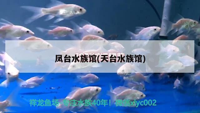 鳳臺水族館(天臺水族館) 元寶鯽