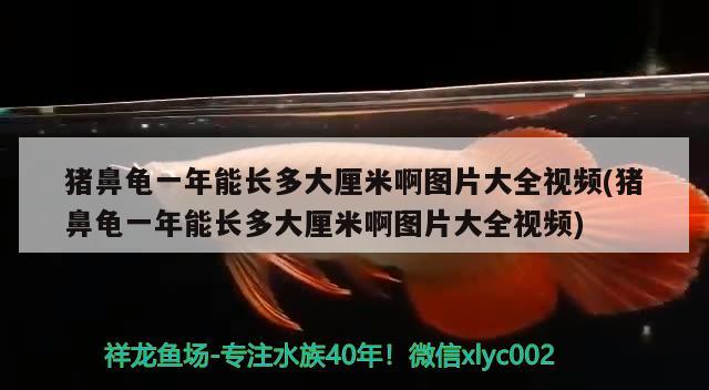 豬鼻龜一年能長(zhǎng)多大厘米啊圖片大全視頻(豬鼻龜一年能長(zhǎng)多大厘米啊圖片大全視頻) 豬鼻龜百科