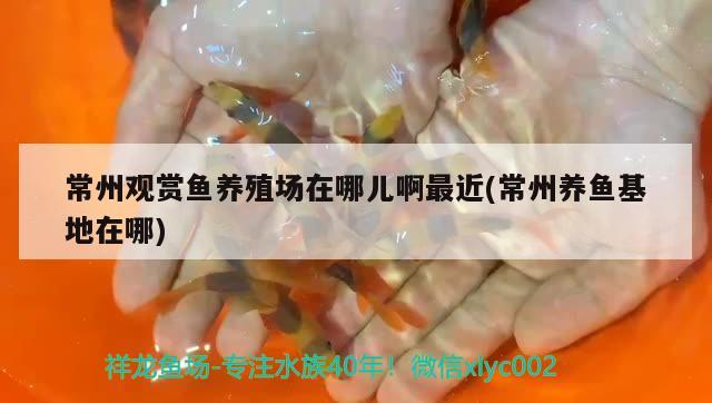 常州觀賞魚養(yǎng)殖場(chǎng)在哪兒啊最近(常州養(yǎng)魚在哪) 超血紅龍魚