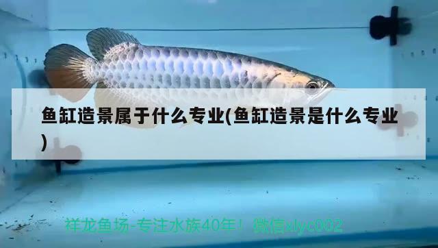 魚缸造景屬于什么專業(yè)(魚缸造景是什么專業(yè)) 委內(nèi)瑞拉奧里諾三間魚