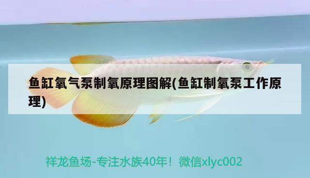 魚缸氧氣泵制氧原理圖解(魚缸制氧泵工作原理)