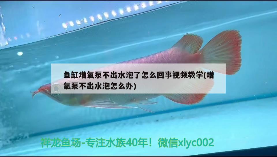 魚(yú)缸增氧泵不出水泡了怎么回事視頻教學(xué)(增氧泵不出水泡怎么辦) 白子關(guān)刀魚(yú)