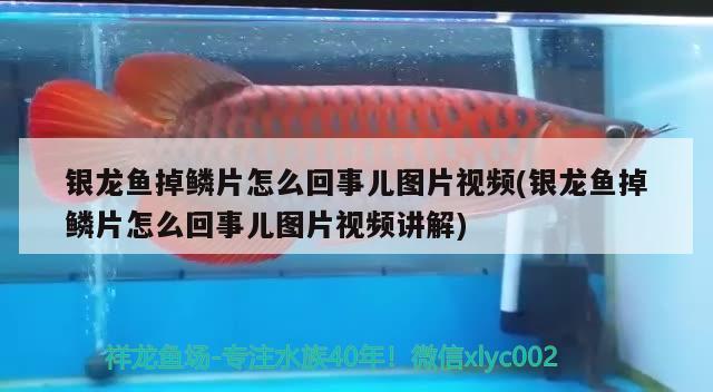 銀龍魚掉鱗片怎么回事兒圖片視頻(銀龍魚掉鱗片怎么回事兒圖片視頻講解) 銀龍魚