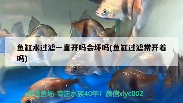 魚缸水過濾一直開嗎會(huì)壞嗎(魚缸過濾常開著嗎) 狗仔（招財(cái)貓)魚苗