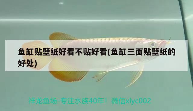 魚缸貼壁紙好看不貼好看(魚缸三面貼壁紙的好處) 廣州祥龍國(guó)際水族貿(mào)易