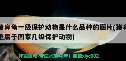 豬鼻龜一級(jí)保護(hù)動(dòng)物是什么品種的圖片(豬鼻龜屬于國(guó)家?guī)准?jí)保護(hù)動(dòng)物)