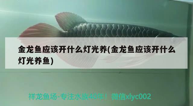 金龍魚應(yīng)該開什么燈光養(yǎng)(金龍魚應(yīng)該開什么燈光養(yǎng)魚)