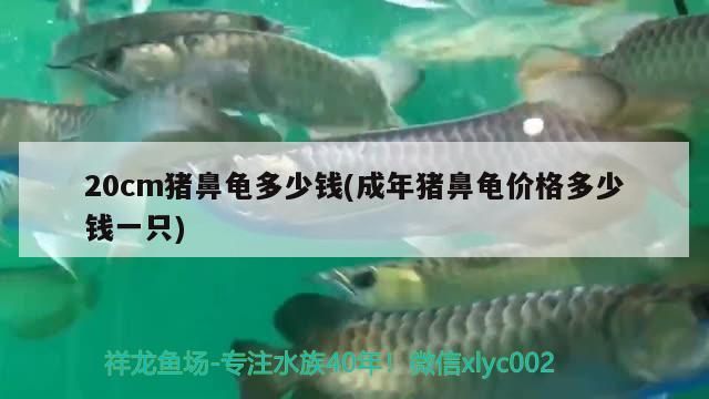 20cm豬鼻龜多少錢(成年豬鼻龜價(jià)格多少錢一只)