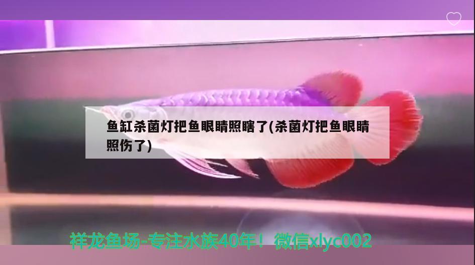 魚缸殺菌燈把魚眼睛照瞎了(殺菌燈把魚眼睛照傷了) 白子紅龍魚