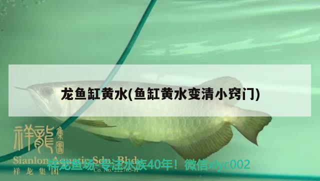 龍魚缸黃水(魚缸黃水變清小竅門) 羅漢魚批發(fā)