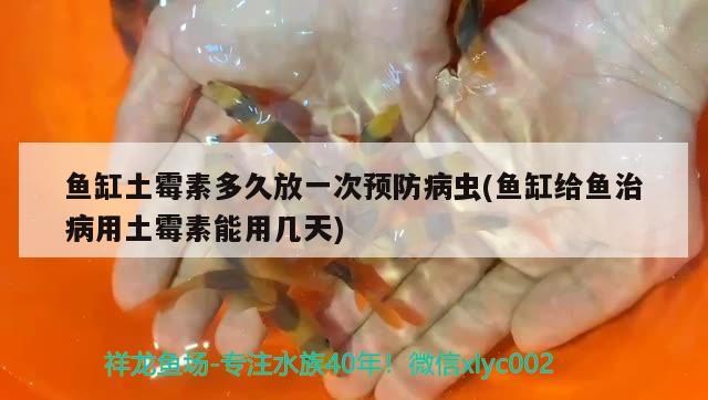 魚缸土霉素多久放一次預(yù)防病蟲(魚缸給魚治病用土霉素能用幾天) 魚缸水泵