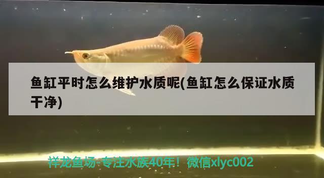 魚缸平時(shí)怎么維護(hù)水質(zhì)呢(魚缸怎么保證水質(zhì)干凈) 元寶鳳凰魚百科