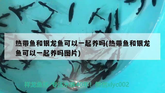 熱帶魚(yú)和銀龍魚(yú)可以一起養(yǎng)嗎(熱帶魚(yú)和銀龍魚(yú)可以一起養(yǎng)嗎圖片) 銀龍魚(yú)