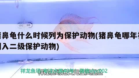 豬鼻龜什么時候列為保護動物(豬鼻龜哪年被列入二級保護動物) 豬鼻龜百科