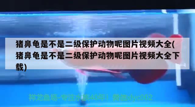 豬鼻龜是不是二級保護動物呢圖片視頻大全(豬鼻龜是不是二級保護動物呢圖片視頻大全下載) 豬鼻龜百科