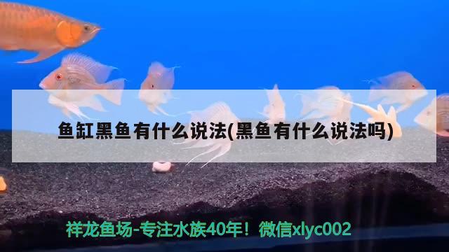 魚缸黑魚有什么說法(黑魚有什么說法嗎) 金龍魚糧