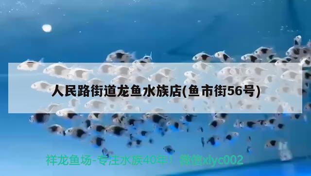 人民路街道龍魚水族店(魚市街56號(hào)) 新加坡號(hào)半紅龍魚（練手級(jí)紅龍魚） 第1張