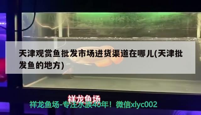 天津觀賞魚批發(fā)市場進貨渠道在哪兒(天津批發(fā)魚的地方) 觀賞魚批發(fā)