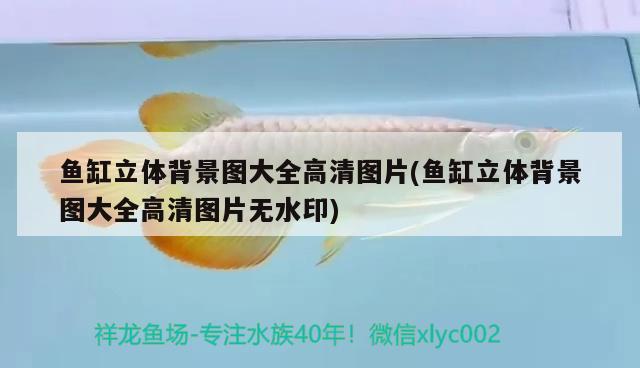 魚缸立體背景圖大全高清圖片(魚缸立體背景圖大全高清圖片無水印)