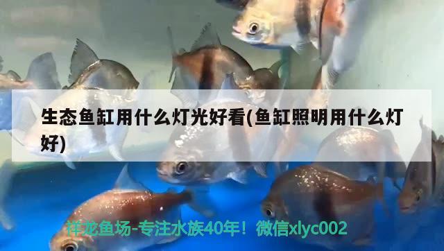 生態(tài)魚缸用什么燈光好看(魚缸照明用什么燈好) 圖騰金龍魚