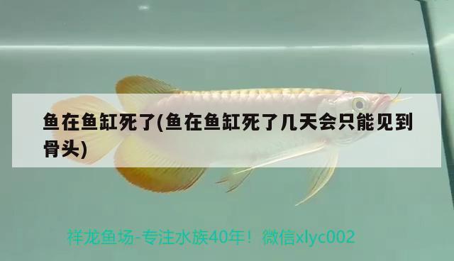 魚在魚缸死了(魚在魚缸死了幾天會只能見到骨頭) 野彩魚