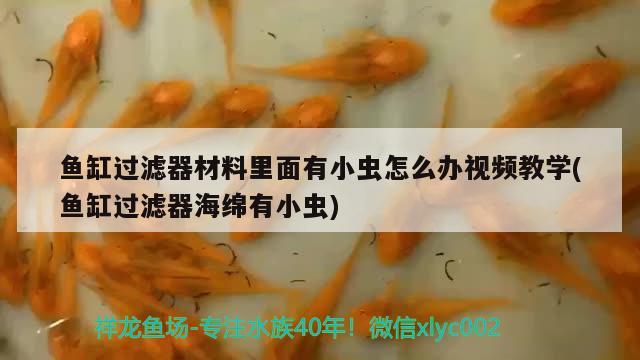 魚缸過濾器材料里面有小蟲怎么辦視頻教學(xué)(魚缸過濾器海綿有小蟲) 國產(chǎn)元寶鳳凰魚