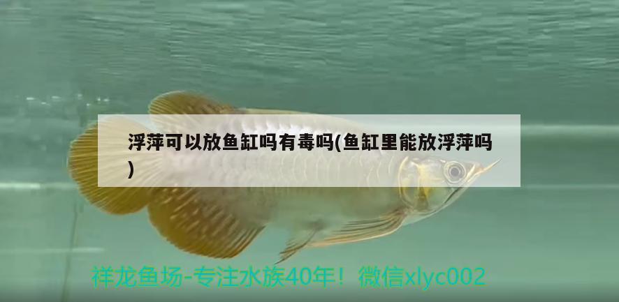 浮萍可以放魚缸嗎有毒嗎(魚缸里能放浮萍嗎)