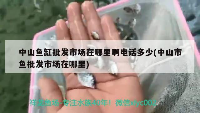 中山魚缸批發(fā)市場在哪里啊電話多少(中山市魚批發(fā)市場在哪里) 三間鼠魚