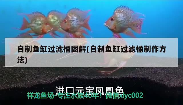 自制魚缸過濾桶圖解(自制魚缸過濾桶制作方法) 黃金斑馬魚