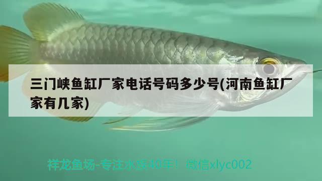 三門峽魚缸廠家電話號碼多少號(河南魚缸廠家有幾家) 龍魚疾病與治療