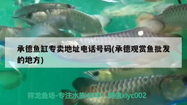 承德魚缸專賣地址電話號碼(承德觀賞魚批發(fā)的地方) 觀賞魚批發(fā)