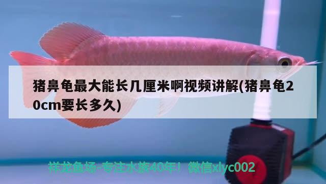 豬鼻龜最大能長幾厘米啊視頻講解(豬鼻龜20cm要長多久) 豬鼻龜