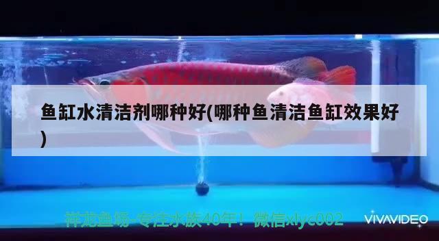 魚缸水清潔劑哪種好(哪種魚清潔魚缸效果好)