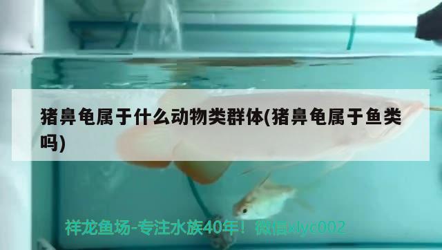 豬鼻龜屬于什么動物類群體(豬鼻龜屬于魚類嗎) 豬鼻龜