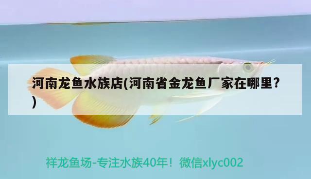 河南龍魚水族店(河南省金龍魚廠家在哪里?) 肥料