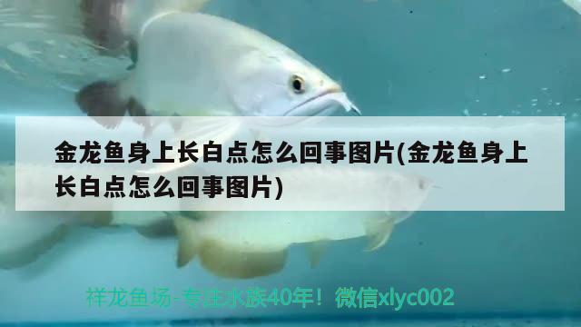 金龍魚(yú)身上長(zhǎng)白點(diǎn)怎么回事圖片(金龍魚(yú)身上長(zhǎng)白點(diǎn)怎么回事圖片) 檸檬鯽