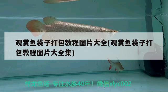 觀賞魚(yú)袋子打包教程圖片大全(觀賞魚(yú)袋子打包教程圖片大全集)