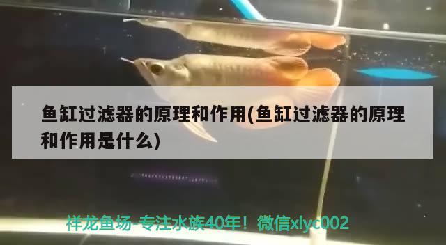 魚缸過濾器的原理和作用(魚缸過濾器的原理和作用是什么) 除藻劑