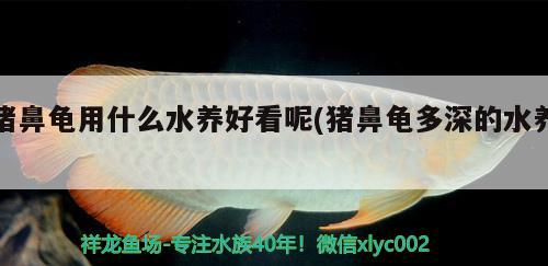 豬鼻龜用什么水養(yǎng)好看呢(豬鼻龜多深的水養(yǎng)) 豬鼻龜