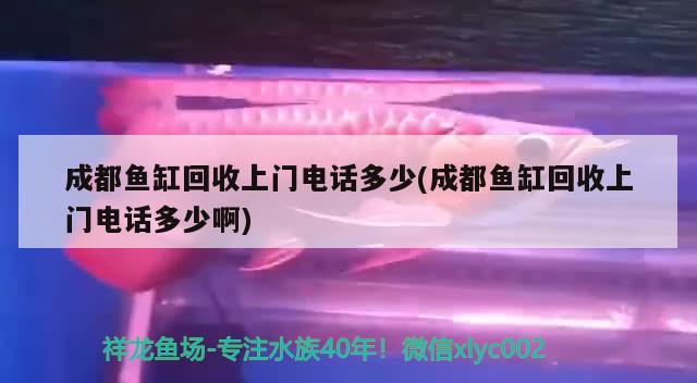 成都魚缸回收上門電話多少(成都魚缸回收上門電話多少啊) B級過背金龍魚