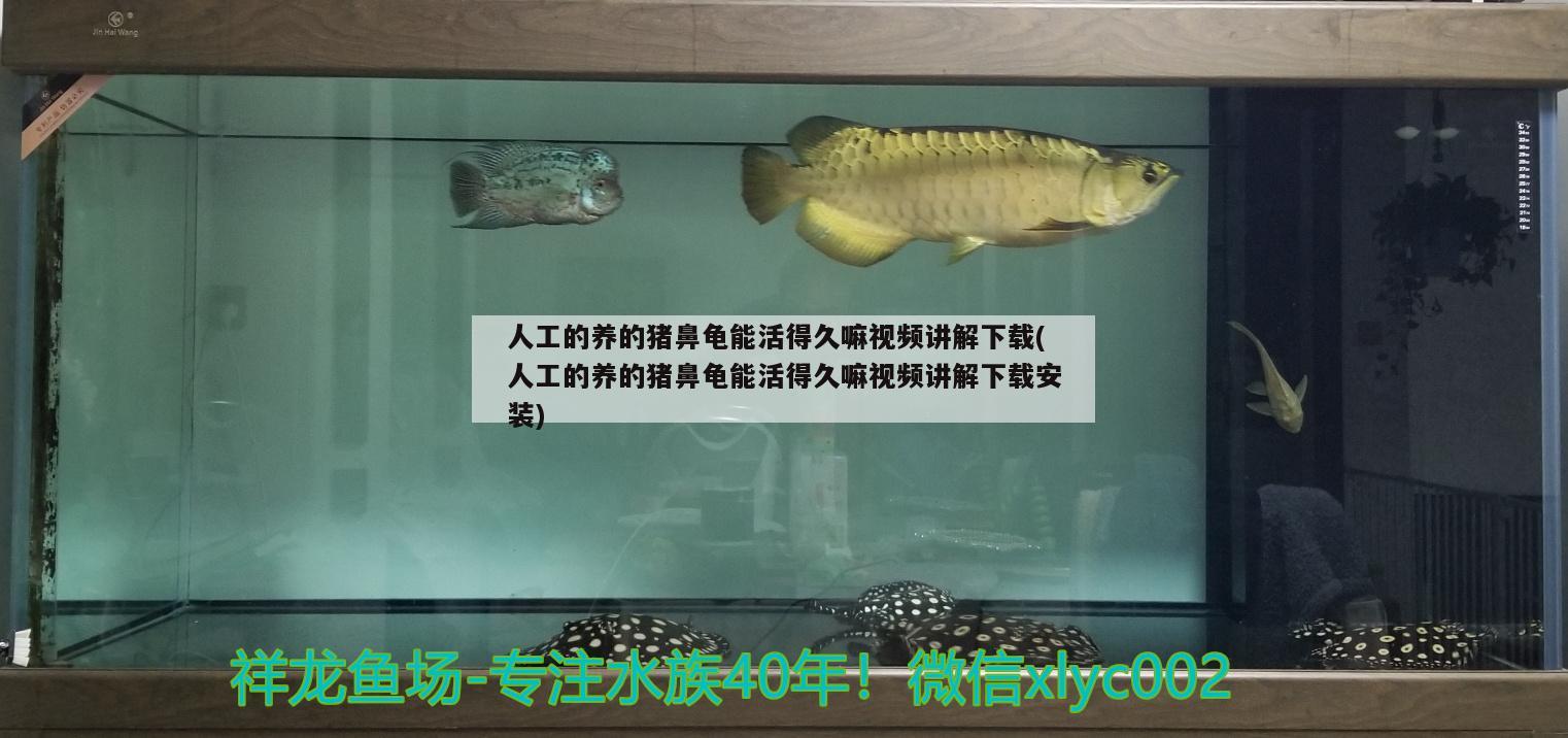 人工的養(yǎng)的豬鼻龜能活得久嘛視頻講解下載(人工的養(yǎng)的豬鼻龜能活得久嘛視頻講解下載安裝) 豬鼻龜