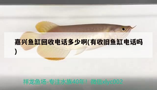 嘉興魚(yú)缸回收電話(huà)多少啊(有收舊魚(yú)缸電話(huà)嗎) 藍(lán)底過(guò)背金龍魚(yú)