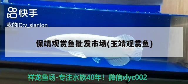 保靖觀賞魚(yú)批發(fā)市場(chǎng)(玉靖觀賞魚(yú)) 觀賞魚(yú)批發(fā)